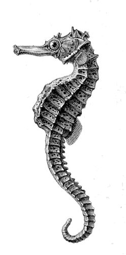 Réunion seahorse